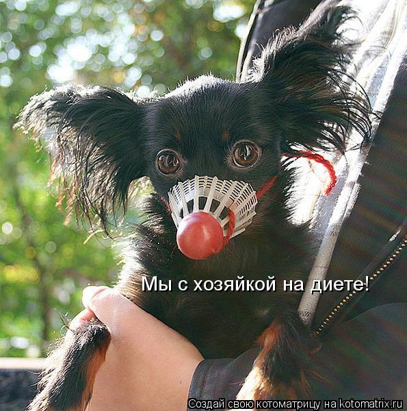 Котоматрица: Мы с хозяйкой на диете!