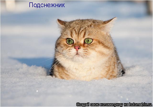 Котоматрица: Подснежник