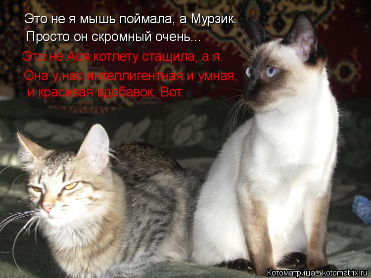 Котоматрица: Это не я мышь поймала, а Мурзик. Просто он скромный очень... Это не Ася котлету стащила, а я. Она у нас интеллигентная и умная,  и красивая вдоба
