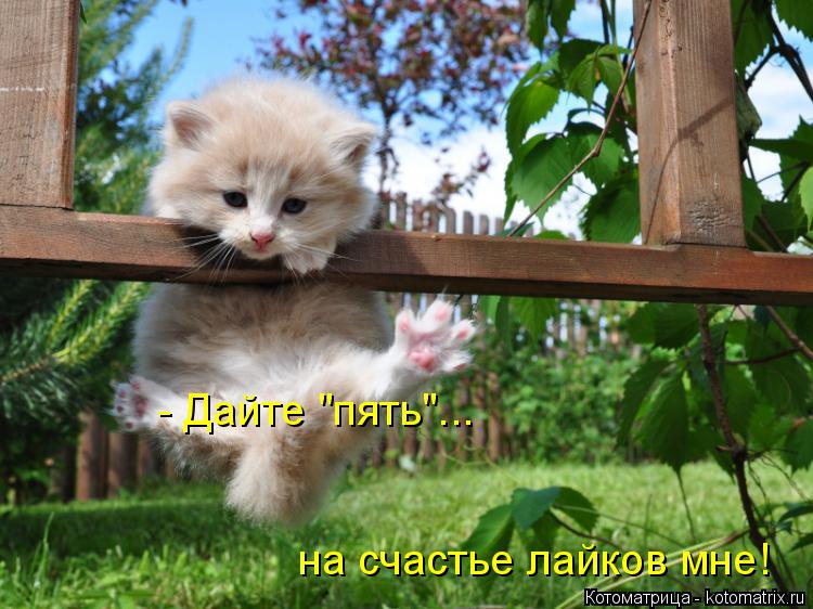 - Дайте "пять"... на счастье лайков мне!... Котоматрица: - Дайте "пять"... на счастье лайков мне!