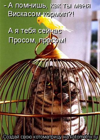 Котоматрица: - А помнишь, как ты меня Вискасом кормил?! А я тебя сейчас Просом, просом!