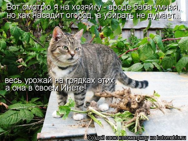 Котоматрица: Вот смотрю я на хозяйку - вроде баба умная,  но как насадит огород, а убирать не думает... а она в своем Инете! весь урожай на грядках этих,