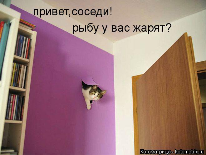 Котоматрица: привет,соседи! рыбу у вас жарят?