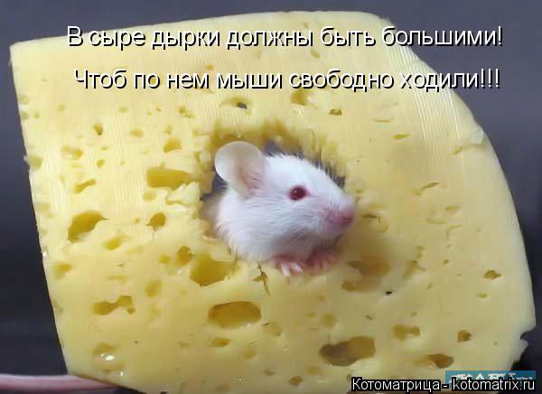 Котоматрица: В сыре дырки должны быть большими! Чтоб по нем мыши свободно ходили!!!