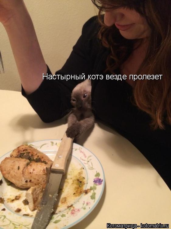 Котоматрица: Настырный котэ везде пролезет