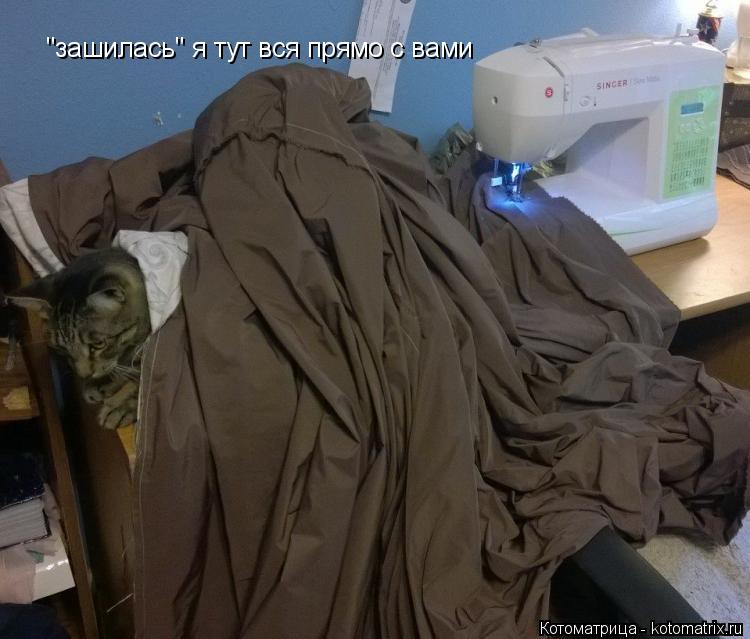Котоматрица: "зашилась" я тут вся прямо с вами
