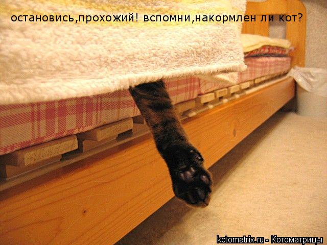 остановись,прохожий! вспомни,накормлен ли кот?... Котоматрица: остановись,прохожий! вспомни,накормлен ли кот?