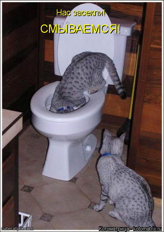 Котоматрица: Нас засекли! СМЫВАЕМСЯ!