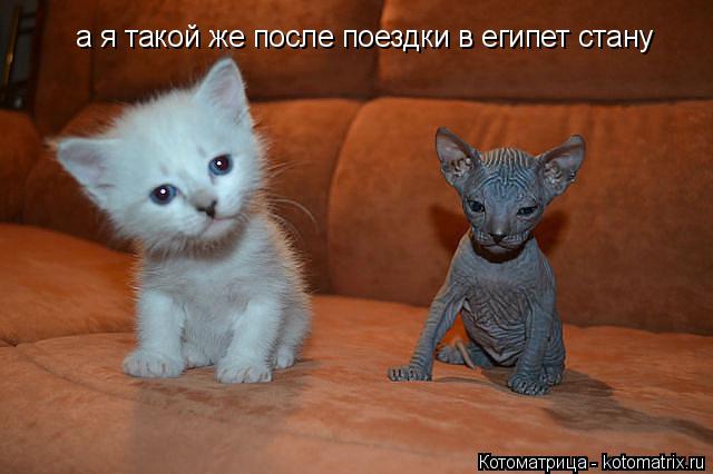 Котоматрица: а я такой же после поездки в египет стану