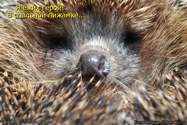 Я ёжик герой! В спальной пижамке...... Котоматрица: Я ёжик герой! В спальной пижамке...