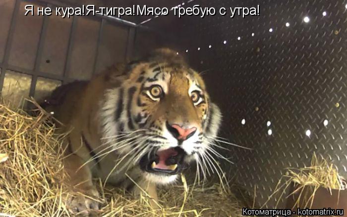 Котоматрица: Я не кура!Я-тигра!Мясо требую с утра!