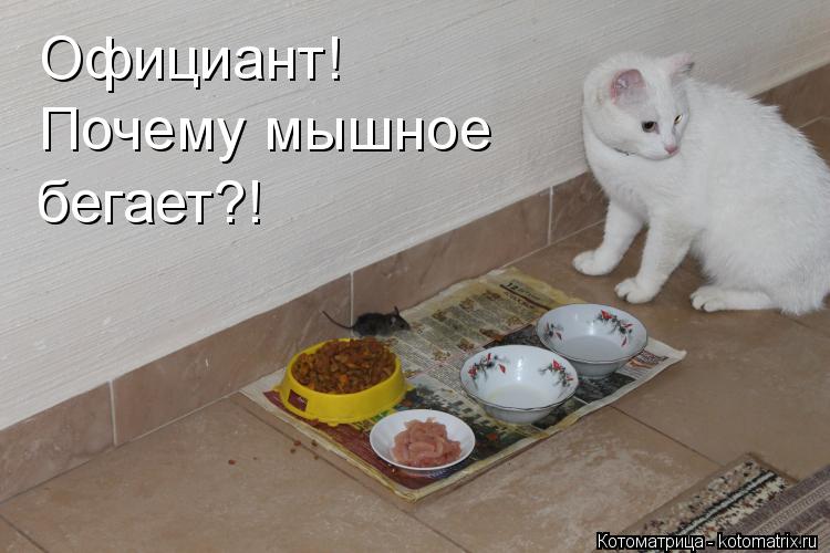Котоматрица: Официант!  Почему мышное бегает?!