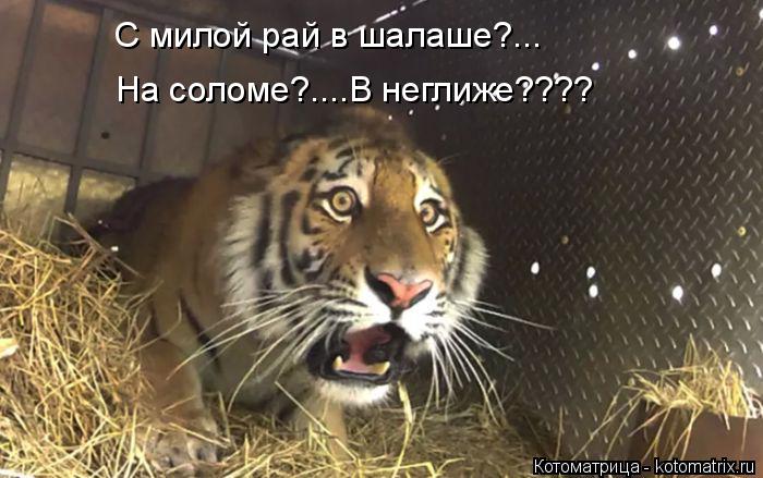 Котоматрица: С милой рай в шалаше?... На соломе?....В неглиже????