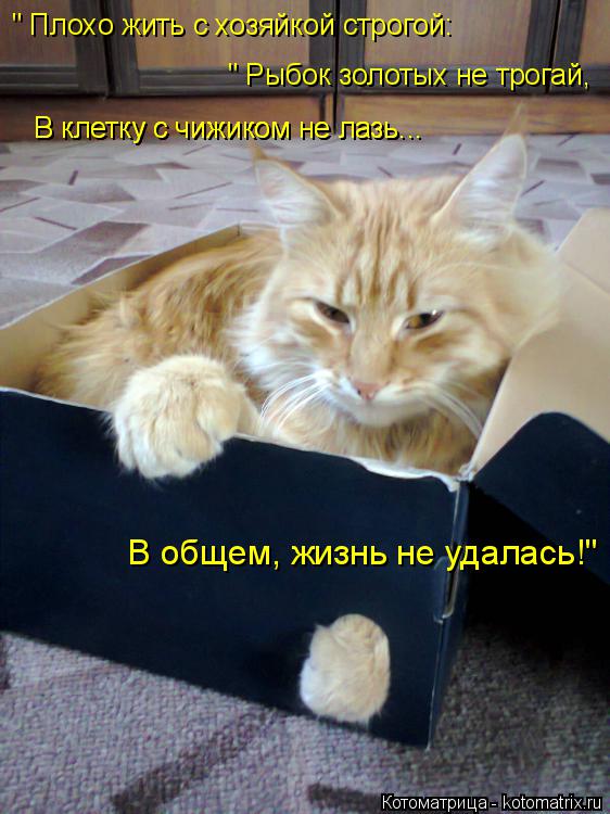 Котоматрица: " Плохо жить с хозяйкой строгой: " Рыбок золотых не трогай,  В клетку с чижиком не лазь...  В клетку с чижиком не лазь...  В общем, жизнь не удалась