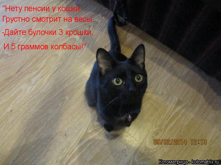Котоматрица: "Нету пенсии у кошки... Грустно смотрит на весы: -Дайте булочки 3 крошки, И 5 граммов колбасы!"