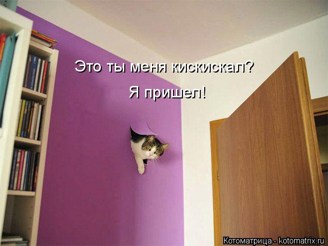 Котоматрица: Это ты меня кискискал?  Я пришел!