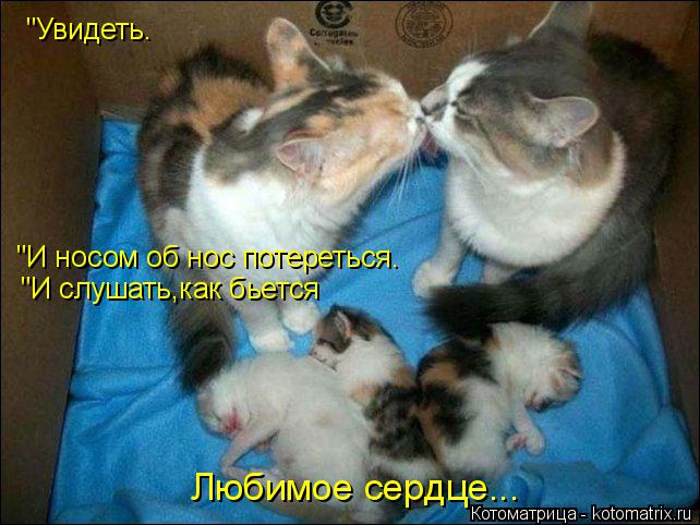 Котоматрица: "Увидеть. "И носом об нос потереться. "И слушать,как бьется Любимое сердце...