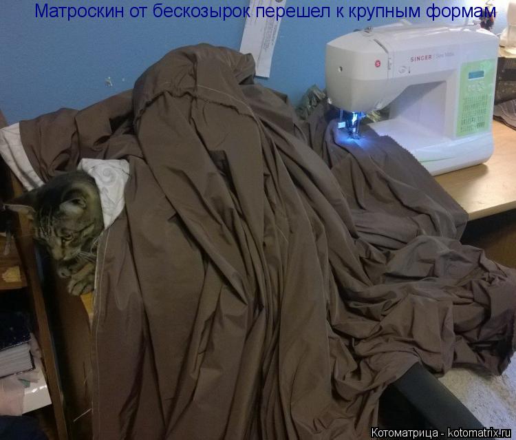 Котоматрица: Матроскин от бескозырок перешел к крупным формам