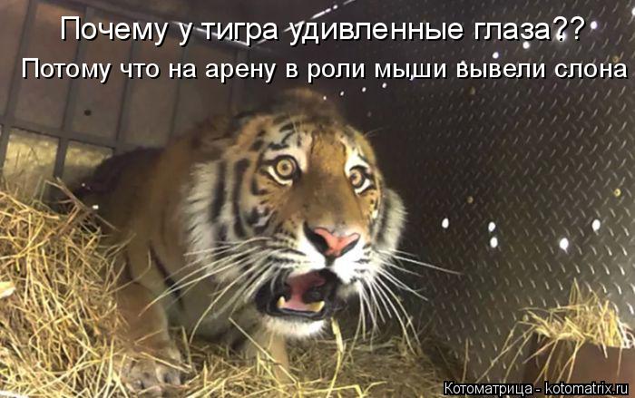 Почему у тигра удивленные глаза?? Потому что на арену в роли мыши вывели слона... Котоматрица: Почему у тигра удивленные глаза?? Потому что на арену в роли мыши вывели слона