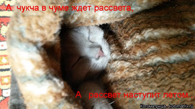 Котоматрица: А  чукча в чуме ждет рассвета, А  чукча в чуме ждет рассвета, А   рассвет наступит летом...