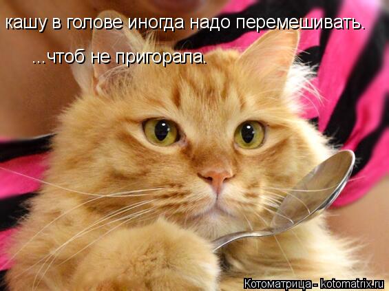 Котоматрица: кашу в голове иногда надо перемешивать. ...чтоб не пригорала.