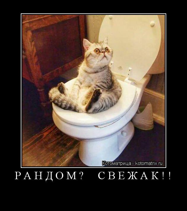РАНДОМ? СВЕЖАК!! ... Котоматрица: РАНДОМ? СВЕЖАК!!