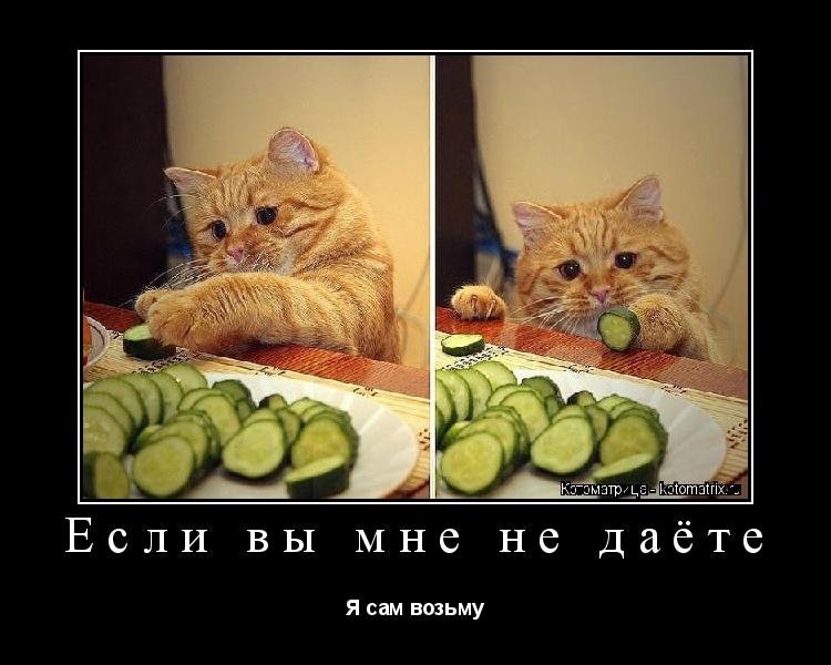 Если вы мне не даёте Я сам возьму... Котоматрица: Если вы мне не даёте Я сам возьму