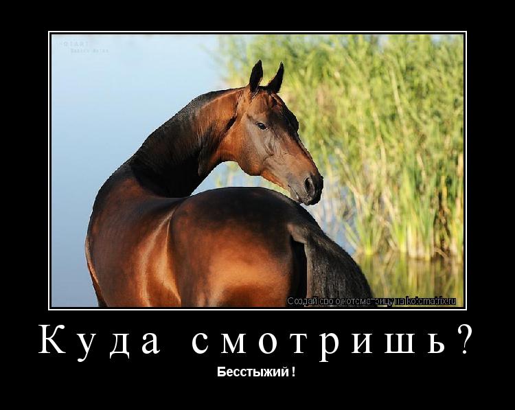 Куда смотришь? Бесстыжий !... Котоматрица: Куда смотришь? Бесстыжий !