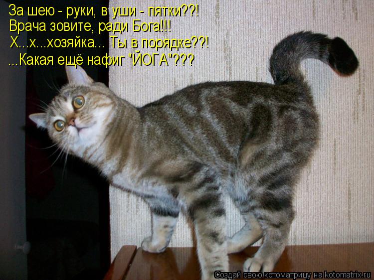 Котоматрица: За шею - руки, в уши - пятки??! Врача зовите, ради Бога!!! Х...х...хозяйка... Ты в порядке??! ...Какая ещё нафиг "ЙОГА"???