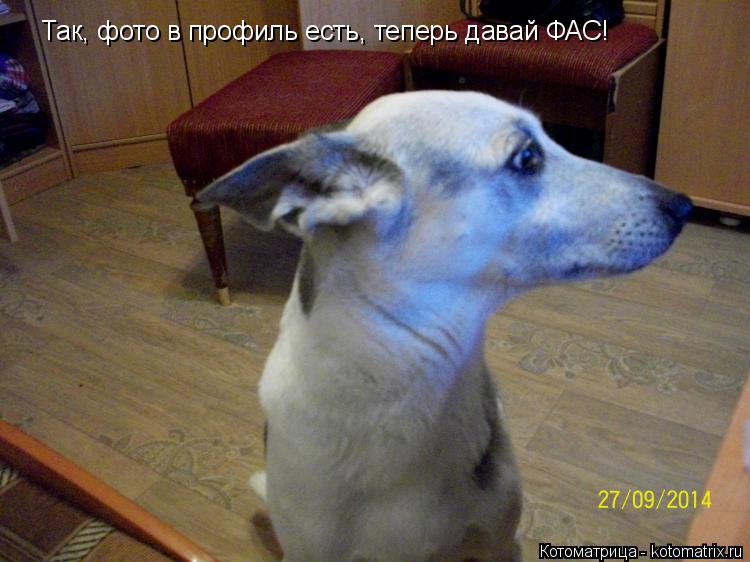 Так, фото в профиль есть, теперь давай ФАС!... Котоматрица: Так, фото в профиль есть, теперь давай ФАС!