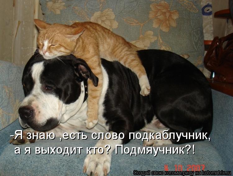 -Я знаю ,есть слово подкаблучник, а я выходит кто? Подмяучник?!... Котоматрица: -Я знаю ,есть слово подкаблучник, а я выходит кто? Подмяучник?!