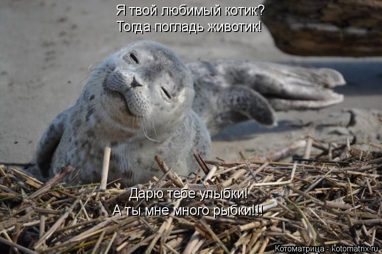 Я твой любимый котик? Тогда погладь животик! Дарю тебе улыбки! А ты мне много рыбки!!!... Котоматрица: Я твой любимый котик? Тогда погладь животик! Дарю тебе улыбки! А ты мне много рыбки!!!