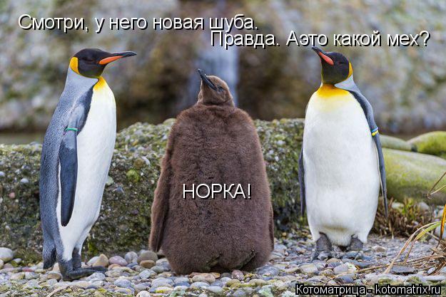 Смотри, у него новая шуба. Правда. Аэто какой мех? НОРКА!... Котоматрица: Смотри, у него новая шуба. Правда. Аэто какой мех? НОРКА!