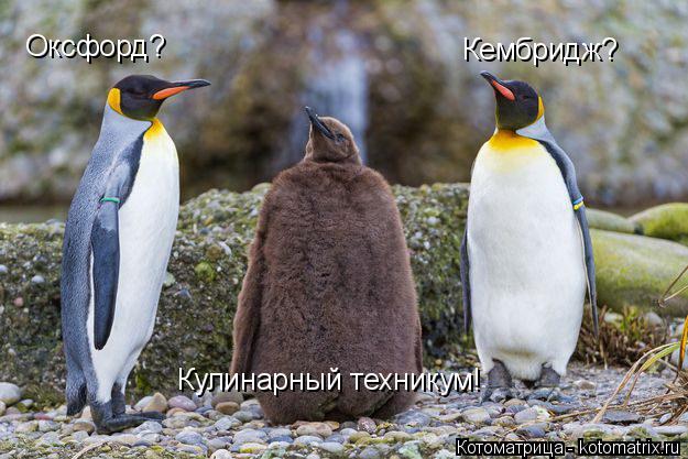 Оксфорд? Кембридж? Кулинарный техникум!... Котоматрица: Оксфорд? Кембридж? Кулинарный техникум!