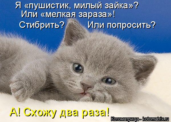 Я «пушистик, милый зайка»? Или «мелкая зараза»! Стибрить? Или попросить? А! Схожу два раза!... Котоматрица: Я «пушистик, милый зайка»? Или «мелкая зараза»! Стибрить? Или попросить? А! Схожу два раза!