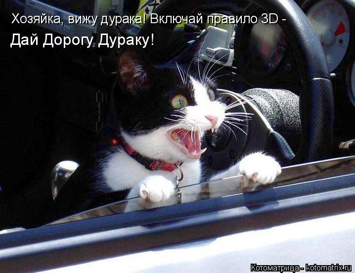 Хозяйка, вижу дурака! Включай правило 3D - Дай Дорогу Дураку!... Котоматрица: Хозяйка, вижу дурака! Включай правило 3D - Дай Дорогу Дураку!