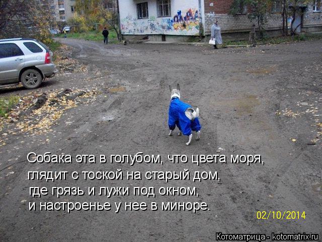Собака эта в голубом, что цвета моря, глядит с тоской на старый дом, где грязь и лужи под окном, и на... Котоматрица: Собака эта в голубом, что цвета моря, глядит с тоской на старый дом, где грязь и лужи под окном, и настроенье у нее в миноре.