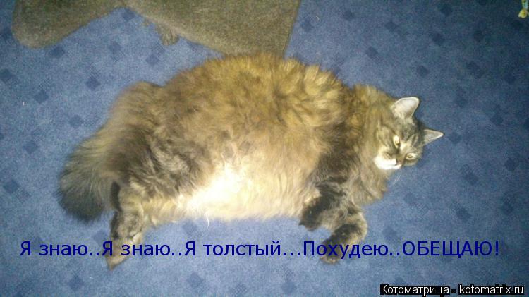 Я знаю..Я знаю..Я толстый...Похудею..ОБЕЩАЮ!... Котоматрица: Я знаю..Я знаю..Я толстый...Похудею..ОБЕЩАЮ!