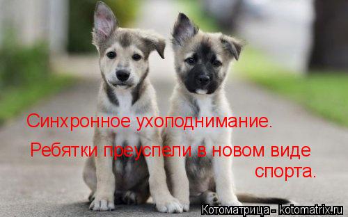 Синхронное ухоподнимание. Ребятки преуспели в новом виде спорта.... Котоматрица: Синхронное ухоподнимание. Ребятки преуспели в новом виде спорта.