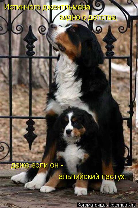 Истинного джентльмена видно с детства, даже если он - альпийский пастух.... Котоматрица: Истинного джентльмена видно с детства, даже если он - альпийский пастух.