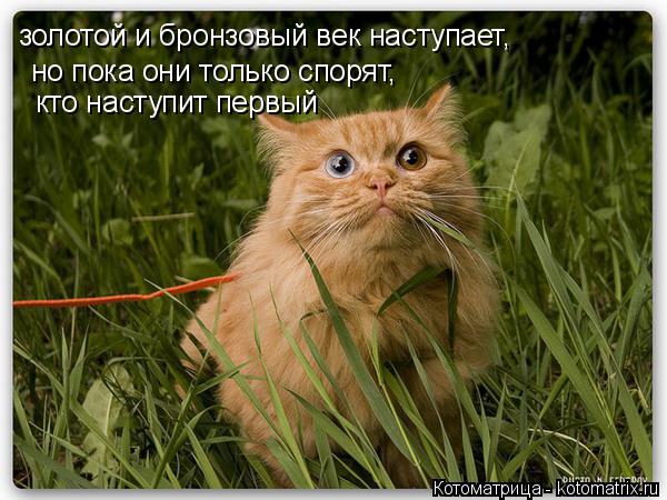 золотой и бронзовый век наступает, но пока они только спорят, кто наступит первый... Котоматрица: золотой и бронзовый век наступает, но пока они только спорят, кто наступит первый