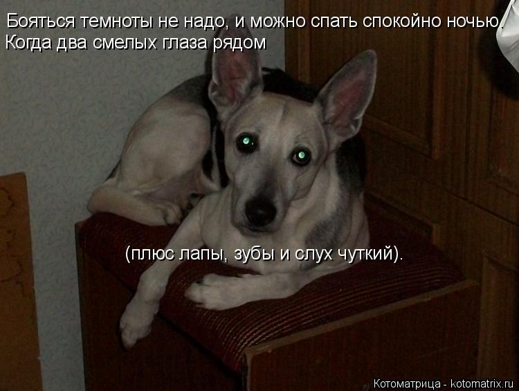Бояться темноты не надо, и можно спать спокойно ночью. Когда два смелых глаза рядом (плюс лапы, зубы... Котоматрица: Бояться темноты не надо, и можно спать спокойно ночью. Когда два смелых глаза рядом (плюс лапы, зубы и слух чуткий).