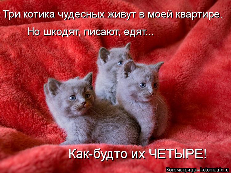 Три котика чудесных живут в моей квартире. Но шкодят, писают, едят... Как-будто их ЧЕТЫРЕ!... Котоматрица: Три котика чудесных живут в моей квартире. Но шкодят, писают, едят... Как-будто их ЧЕТЫРЕ!