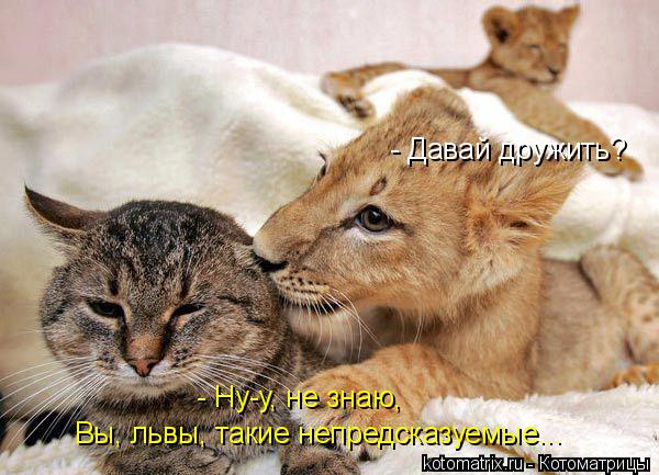 - Давай дружить? - Ну-у, не знаю, Вы, львы, такие непредсказуемые...... Котоматрица: - Давай дружить? - Ну-у, не знаю, Вы, львы, такие непредсказуемые...