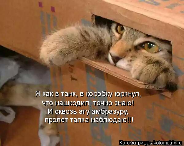 И сквозь эту амбразуру, пролет тапка наблюдаю!!! Я как в танк, в коробку юркнул, что нашкодил, точно ... Котоматрица: И сквозь эту амбразуру, пролет тапка наблюдаю!!! Я как в танк, в коробку юркнул, что нашкодил, точно знаю!