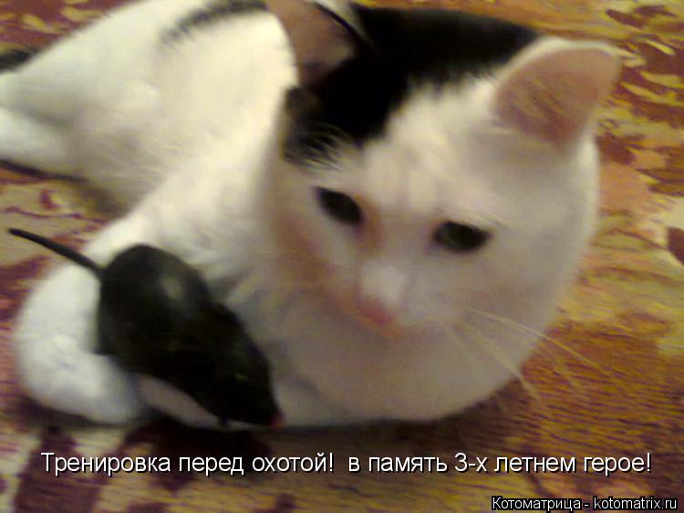 Тренировка перед охотой! в память 3-х летнем герое!... Котоматрица: Тренировка перед охотой! в память 3-х летнем герое!