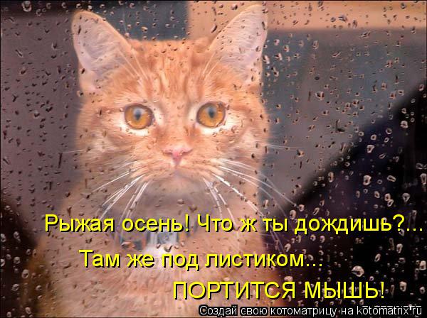 Котоматрица: Рыжая осень! Что ж ты дождишь?... Там же под листиком...  ПОРТИТСЯ МЫШЬ!