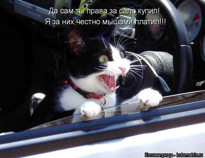 Да сам ты права за сало купил! Я за них честно мышами платил!!!... Котоматрица: Да сам ты права за сало купил! Я за них честно мышами платил!!!