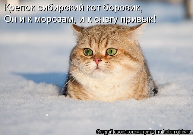 Крепок сибирский кот боровик, Он и к морозам, и к снегу привык!... Котоматрица: Крепок сибирский кот боровик, Он и к морозам, и к снегу привык!