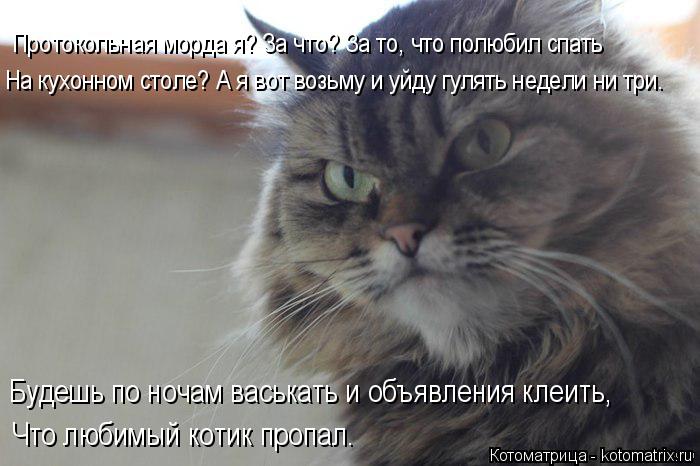 На кухонном столе? А я вот возьму и уйду гулять недели ни три. Будешь по ночам васькать и объявления ... Котоматрица: На кухонном столе? А я вот возьму и уйду гулять недели ни три. Будешь по ночам васькать и объявления клеить, Что любимый котик пропал. Проток